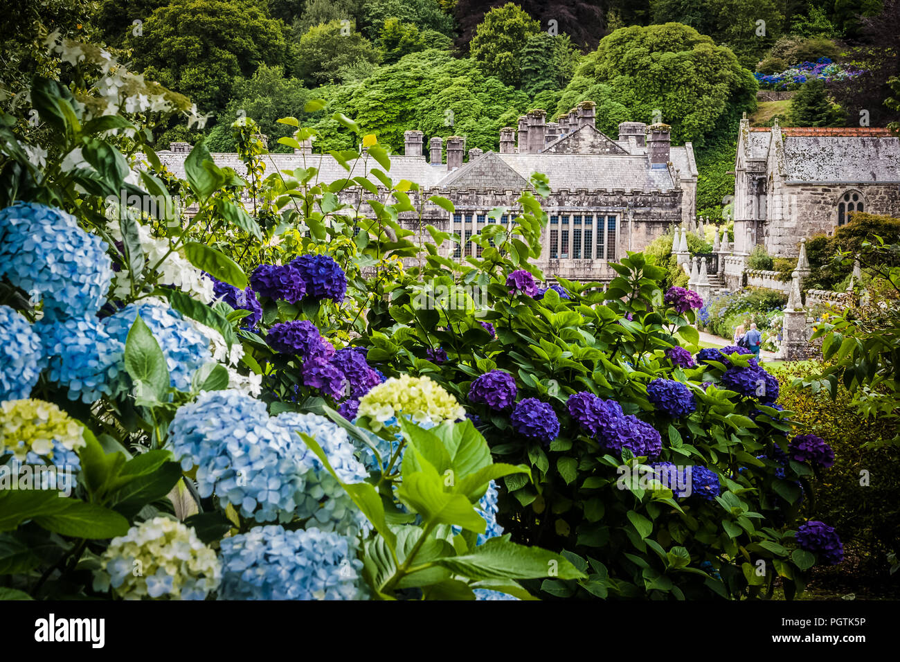 Anzeigen von Lanhydrock House durch Hortensie Büsche Stockfoto