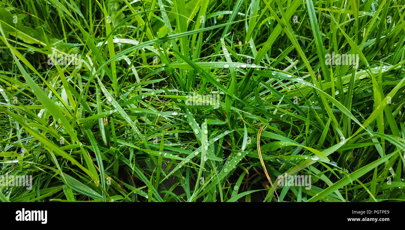 Tolle Muster Hintergrund mit taunassen Gras Stockfoto