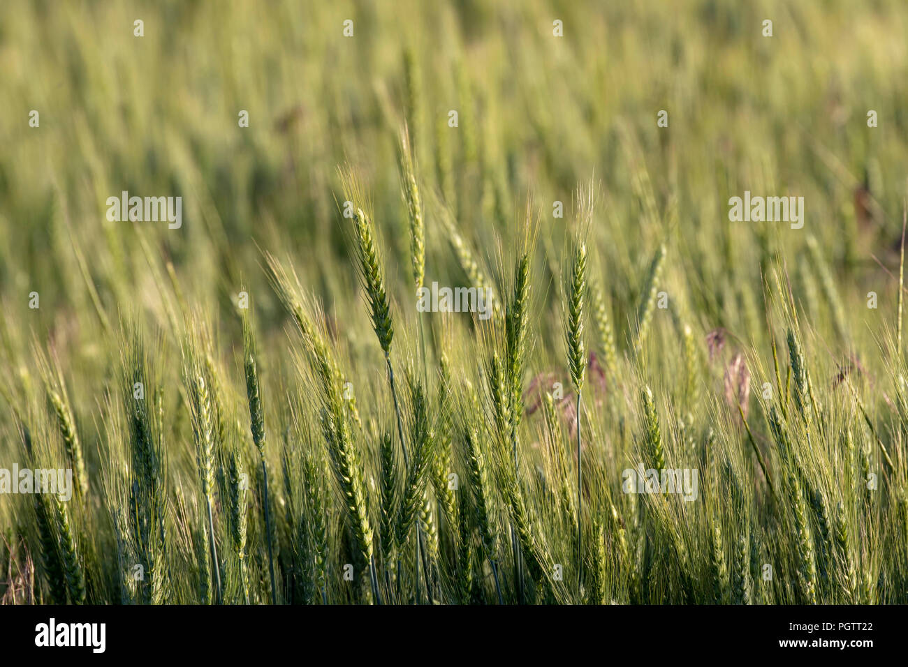 Nahaufnahme von Weizen in der Palouse Region Washington wächst Stockfoto