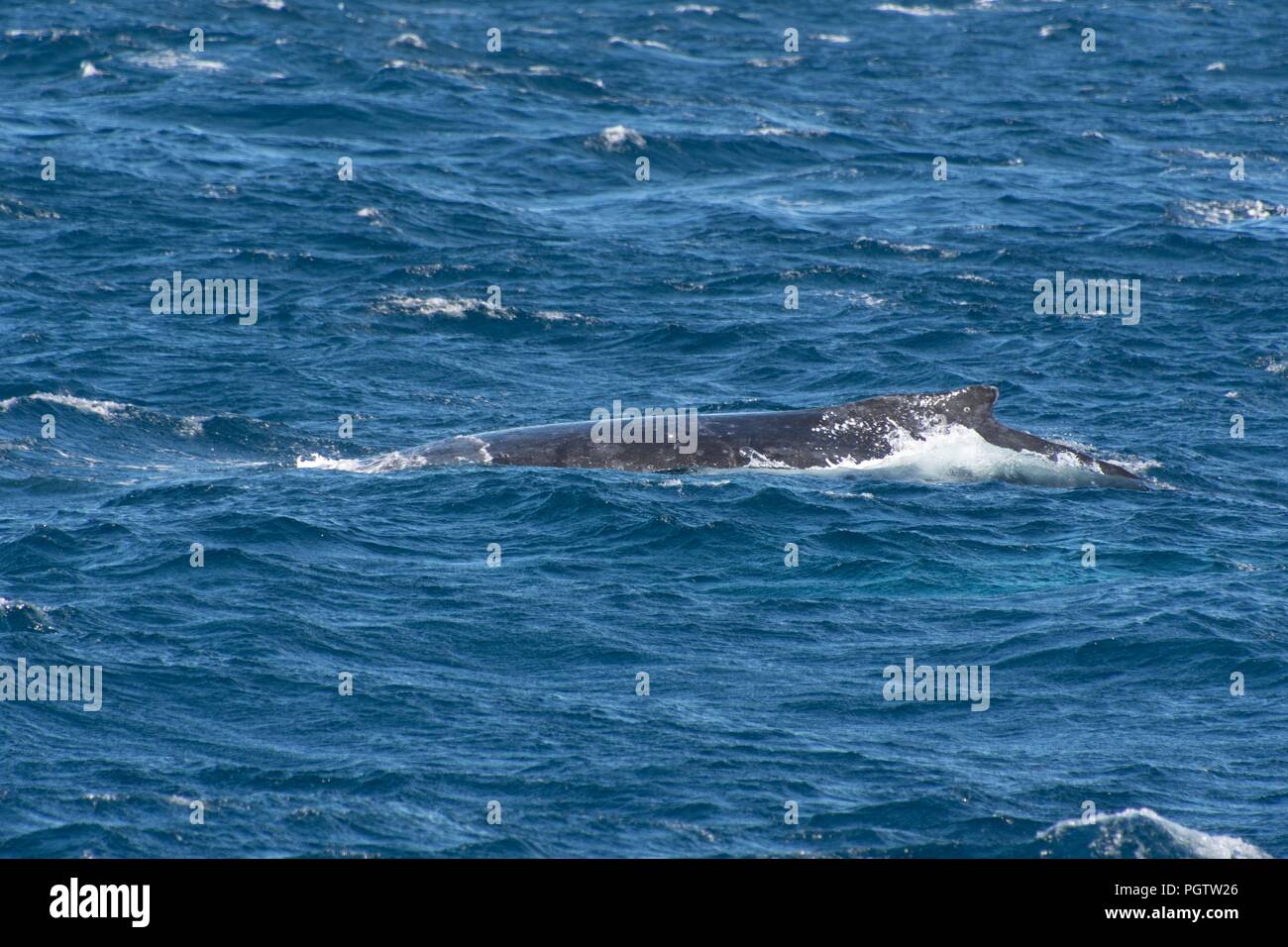Sydney, Australien, Whale watching Erfahrung Stockfoto