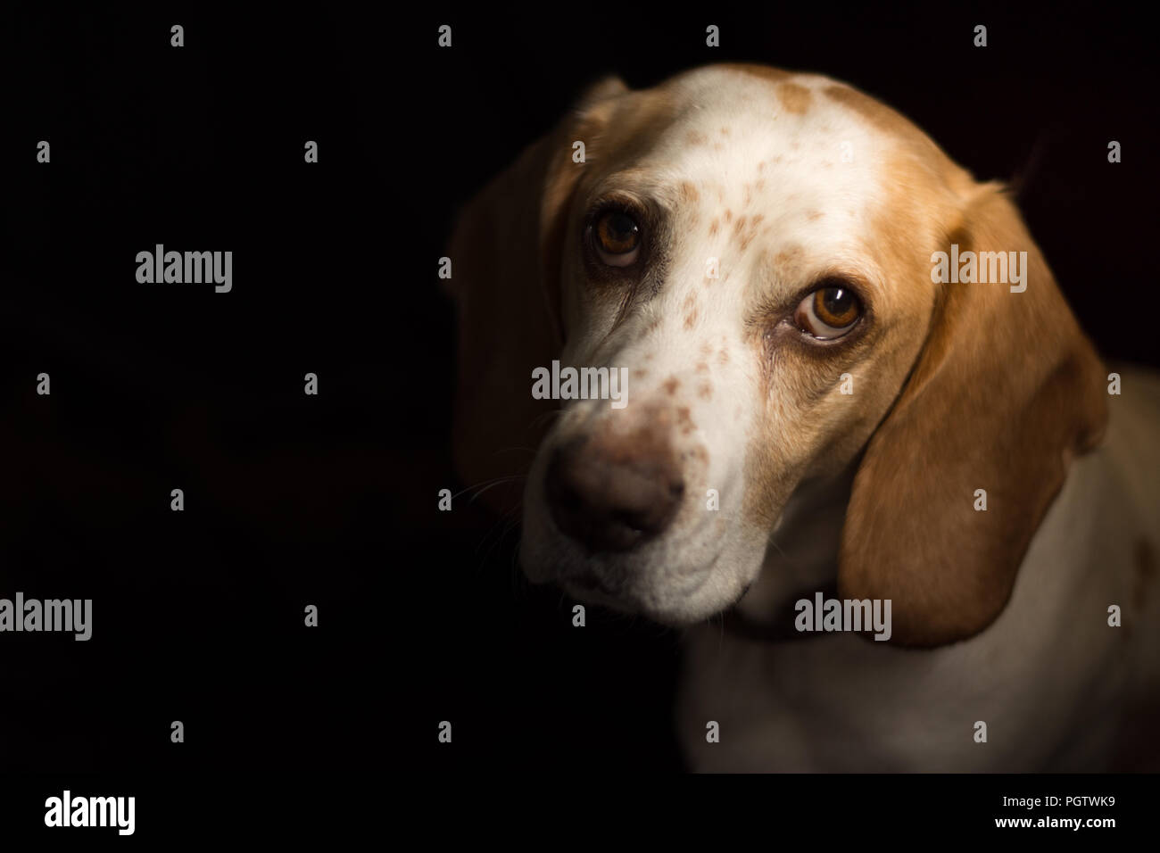 Weiß und tan mittelgroße Hund mit grossen braunen Augen vor einem schwarzen Hintergrund sitzen Stockfoto