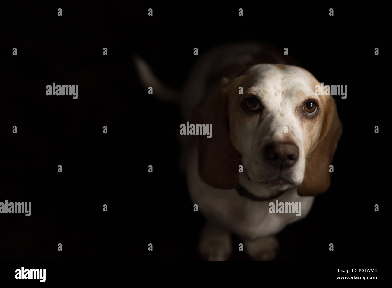 Weiß und tan Hund mit grossen braunen Augen um gerade kamera mit schwarzem Boden Zurück Suchen Stockfoto