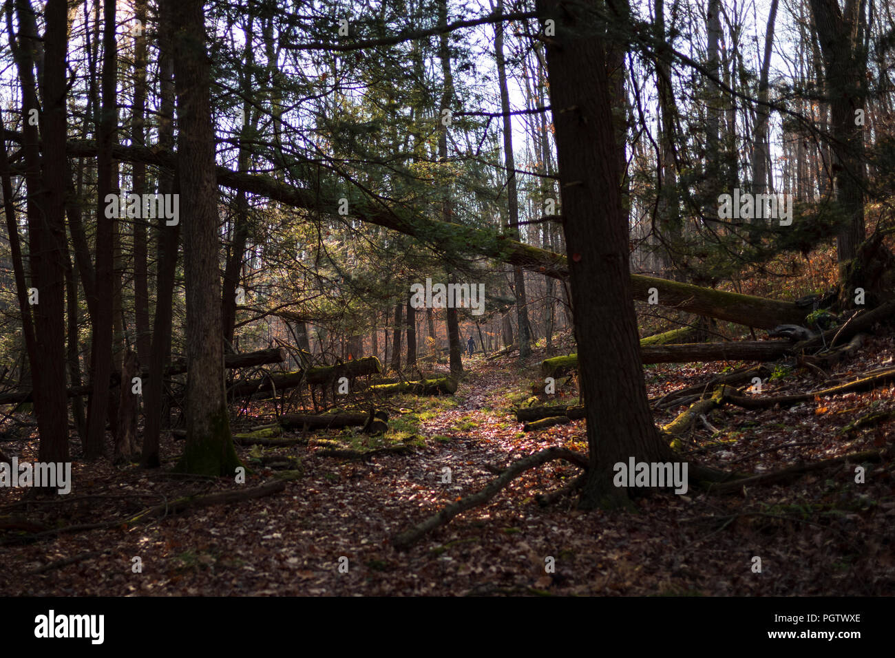 Waterman Conservation Education Center, Apalachin, New York, Sonntag, 3. Dezember 2017. Stockfoto