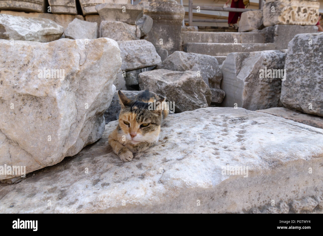 Katze auf alten Ruinen von Ephesus - Türkei Stockfoto