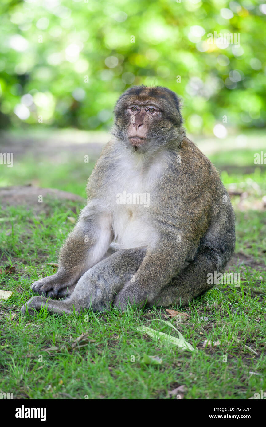 Affen im Monkey Forest Stockfoto