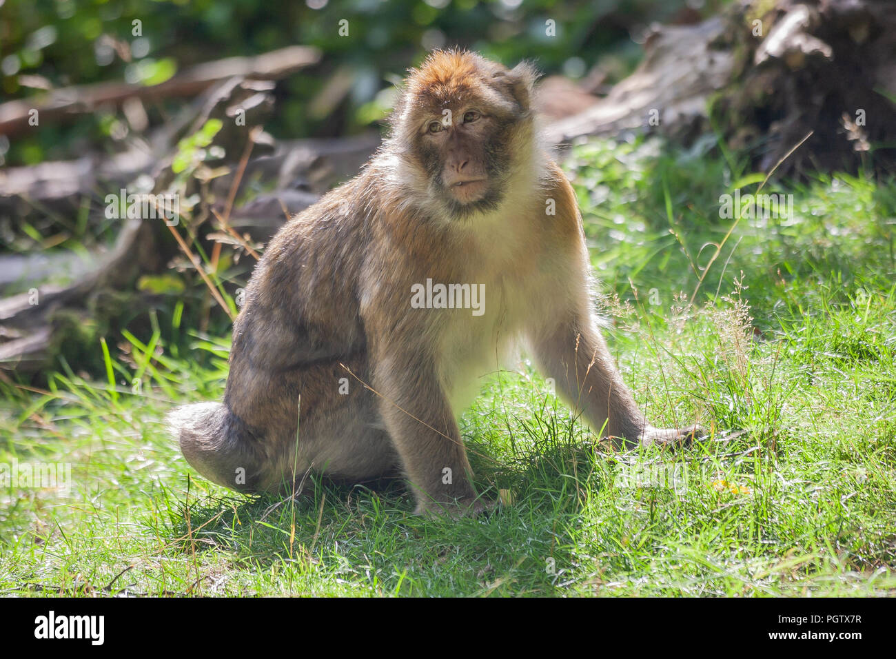 Affen im Monkey Forest Stockfoto