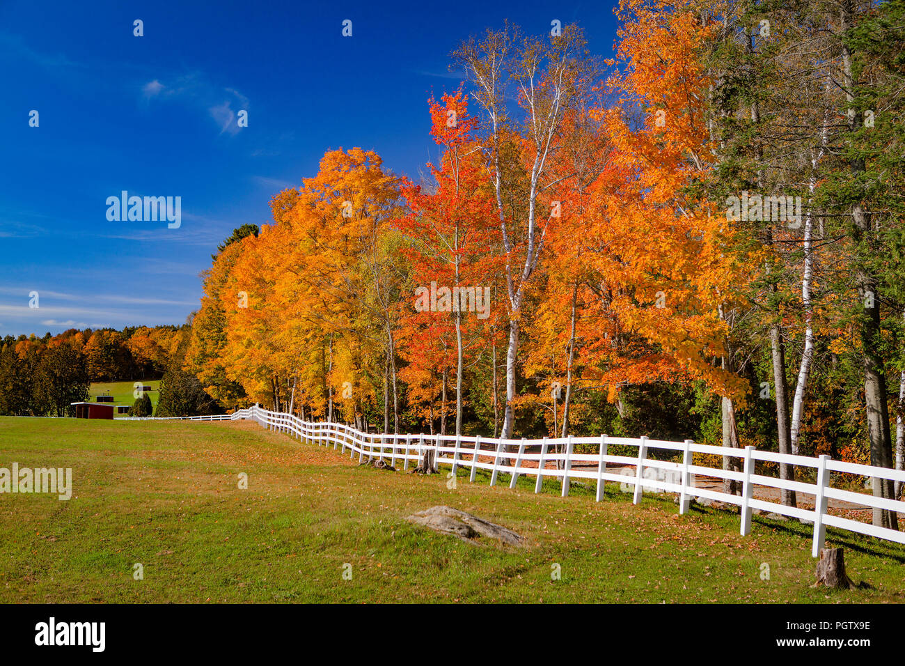 Ein langes, weißes Vinyl Zaun trennt eine Weide von einem Wald anzeigen lebendige Falllaub in Peacham, Vermont, United States, Nordamerika. Stockfoto