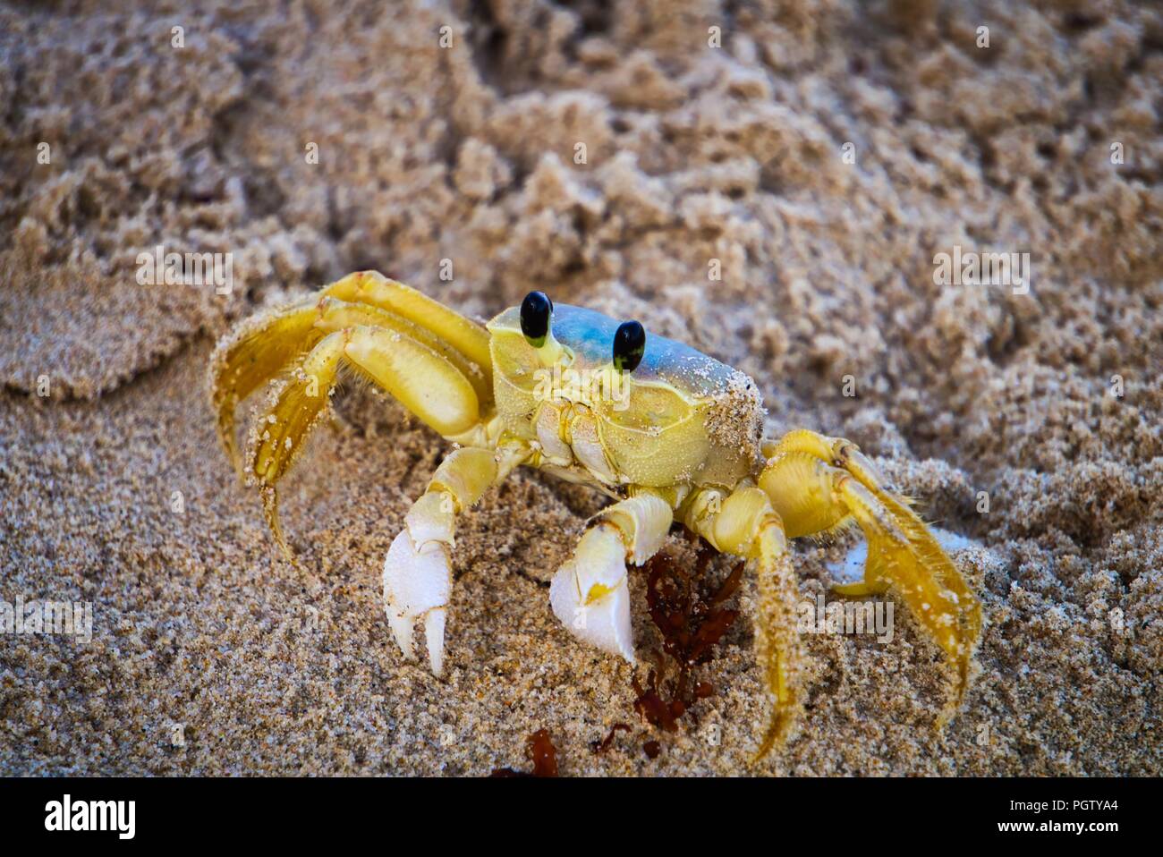 Gelb Krabbe in San Juan, Puerto Rico Stockfoto