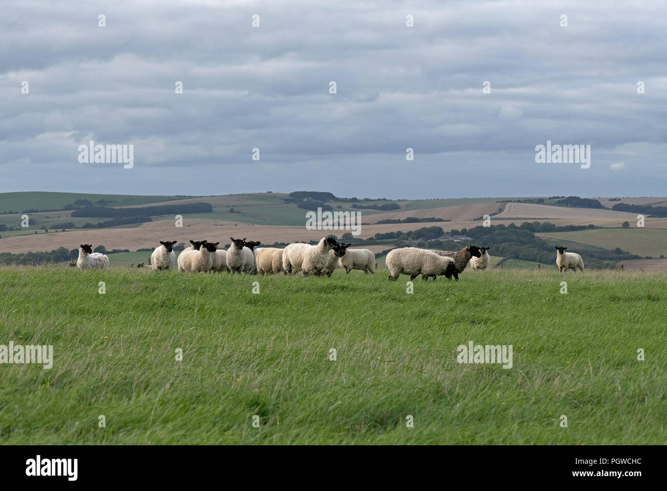 Schafe auf der South Downs, East Sussex. England. Großbritannien Stockfoto
