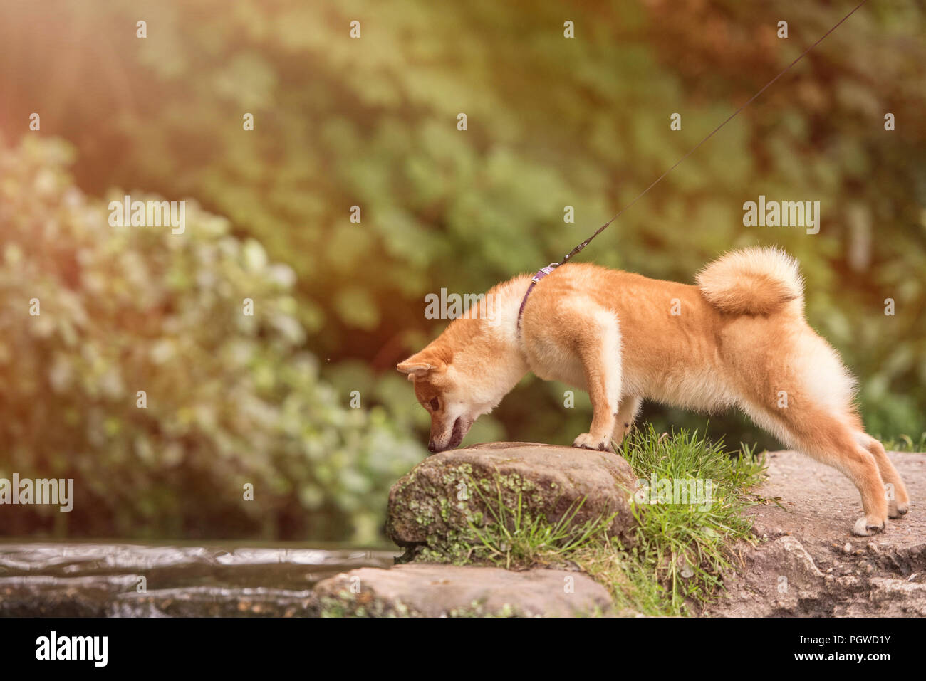 Shiba Inu Genießen der Japanischen Gärten. Wie zu Hause! Stockfoto