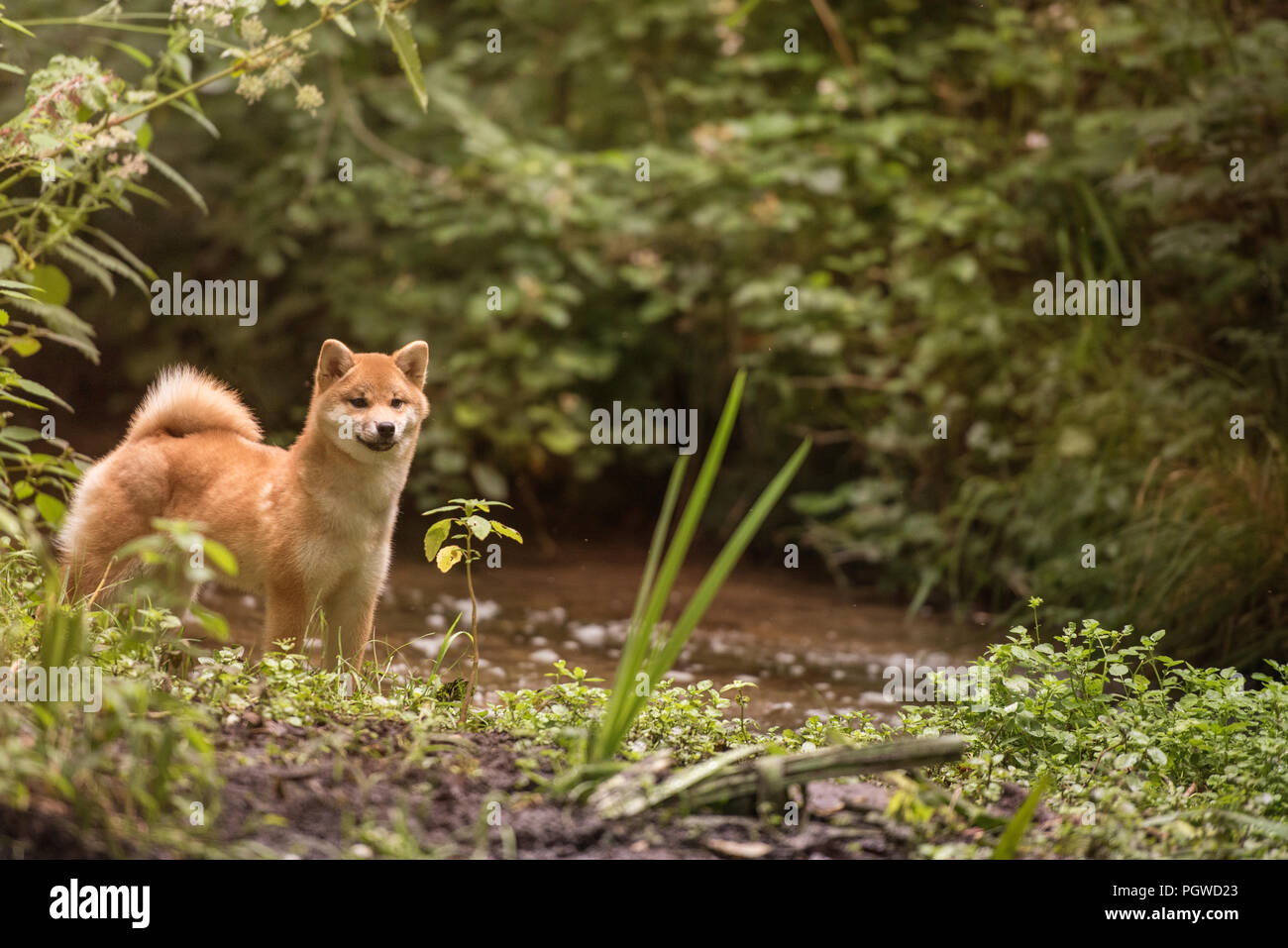 Shiba Inu Genießen der Japanischen Gärten. Wie zu Hause! Stockfoto