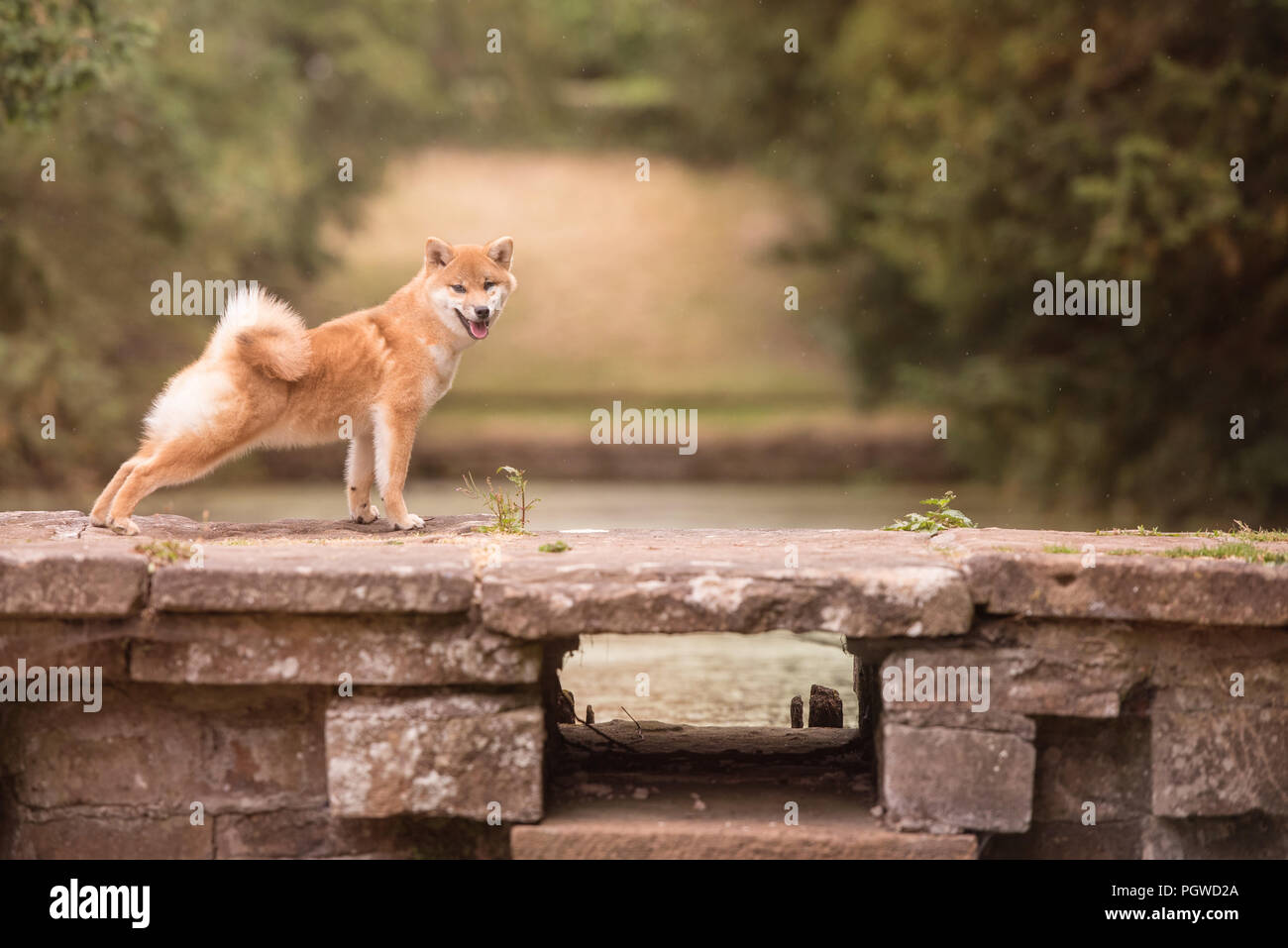 Shiba Inu Genießen der Japanischen Gärten. Wie zu Hause! Stockfoto