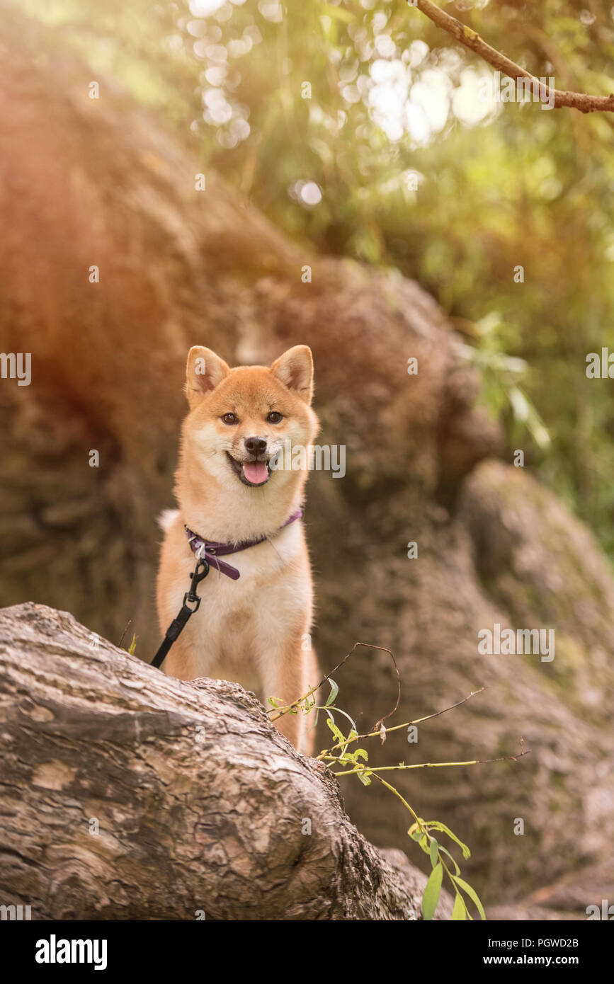 Shiba Inu Genießen der Japanischen Gärten. Wie zu Hause! Stockfoto