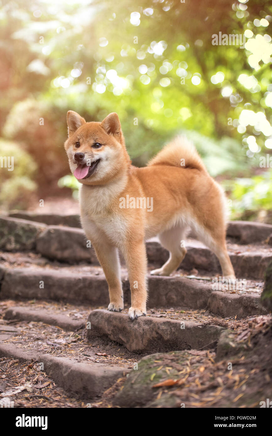 Shiba Inu Genießen der Japanischen Gärten. Wie zu Hause! Stockfoto