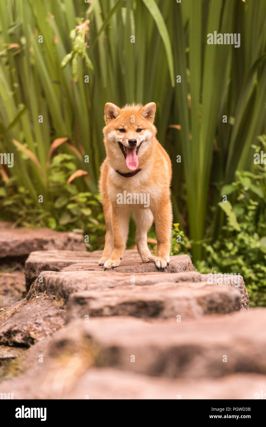 Shiba Inu Genießen der Japanischen Gärten. Wie zu Hause! Stockfoto