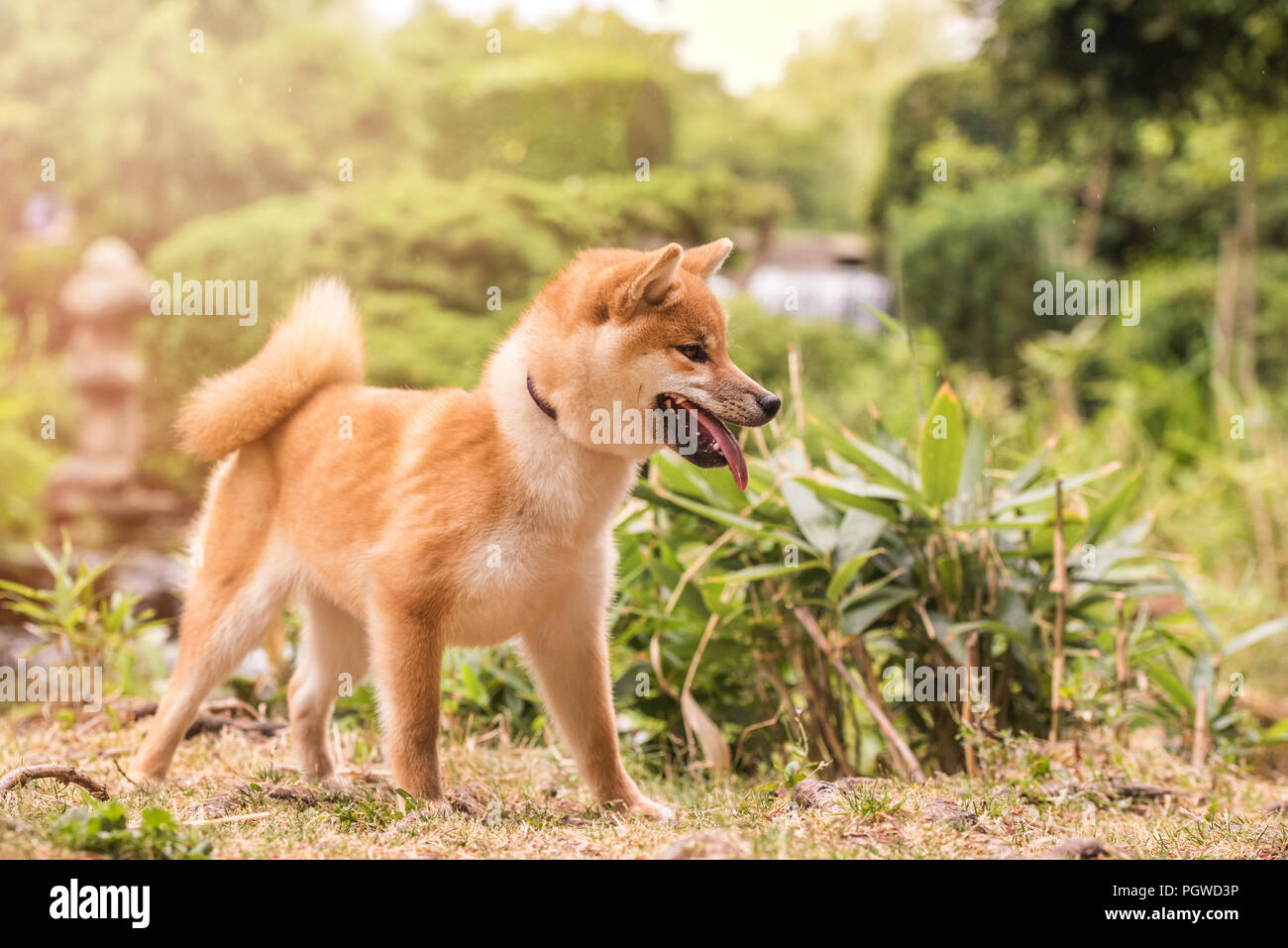 Shiba Inu Genießen der Japanischen Gärten. Wie zu Hause! Stockfoto