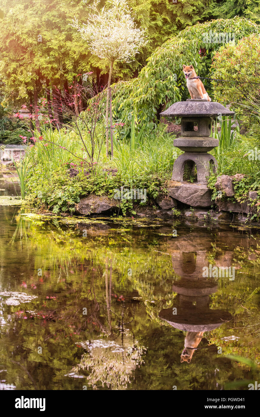 Shiba Inu Genießen der Japanischen Gärten. Wie zu Hause! Stockfoto