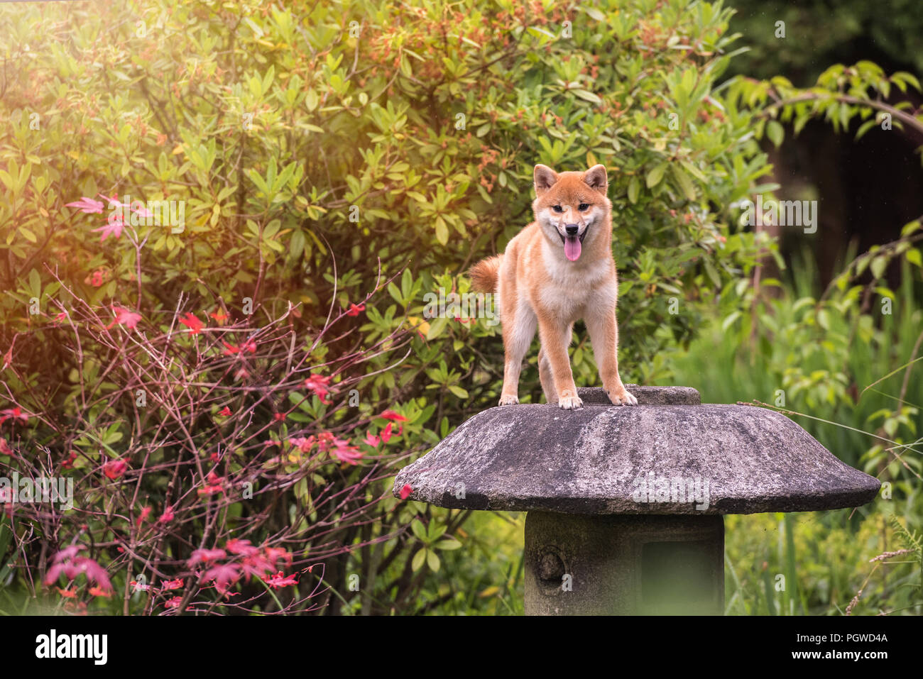 Shiba Inu Genießen der Japanischen Gärten. Wie zu Hause! Stockfoto