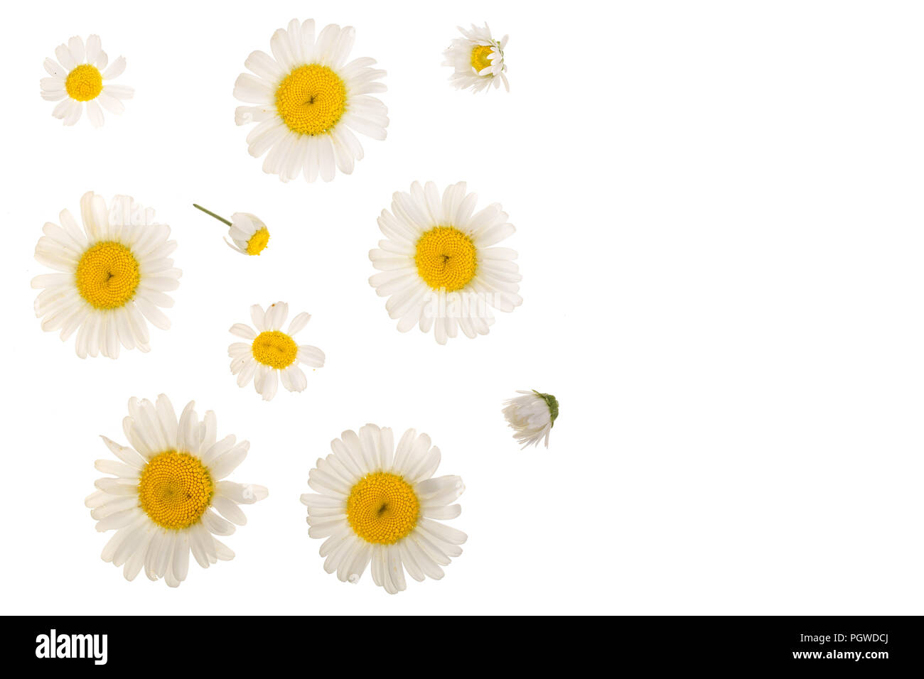 Kamille oder Gänseblümchen auf weißem Hintergrund mit Kopie Platz für Ihren Text isoliert. Ansicht von oben. Flach Stockfoto