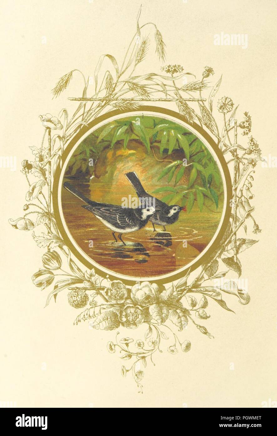 Bild von Seite 54 der "gefiederten Lieblinge. Zwölf farbige Bilder der Britischen Vögel, die anhand von Zeichnungen von Joseph Wolf. [Mit Beschreibungen in Vers von verschiedenen Autoren.]'. Stockfoto