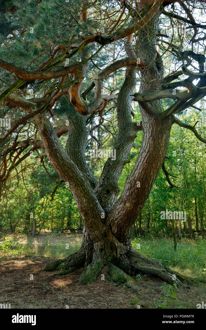 Die Malerkiefer, vier - aufgehaltene freistehende Gemeine Kiefer (Pinus sylvestris), Naturdenkmal, Storkow, Brandenburg, Deutschland Stockfoto