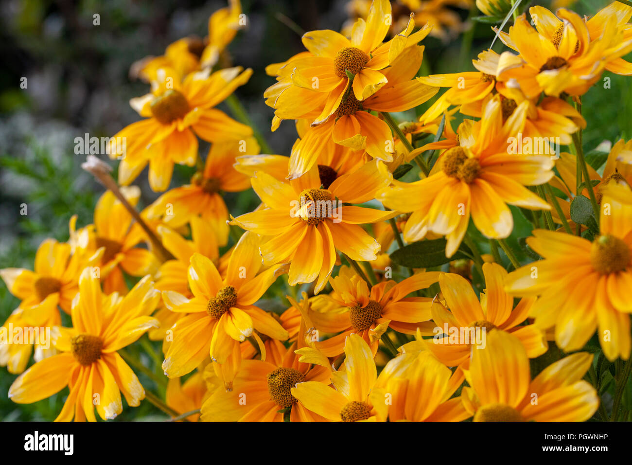 Golden gloriosa Daisy Blumen auf grünem Hintergrund Stockfoto