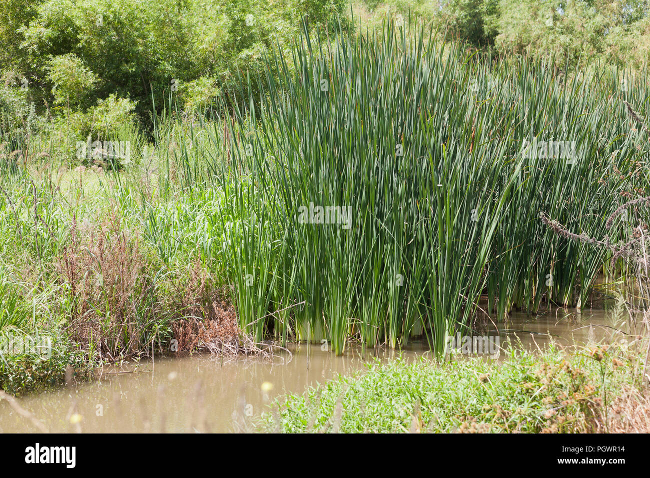 Gemeinsame Cattail reed Pflanze, aka reedmace, Rohrkolben (Typha latifolia)-Kalifornien USA Stockfoto