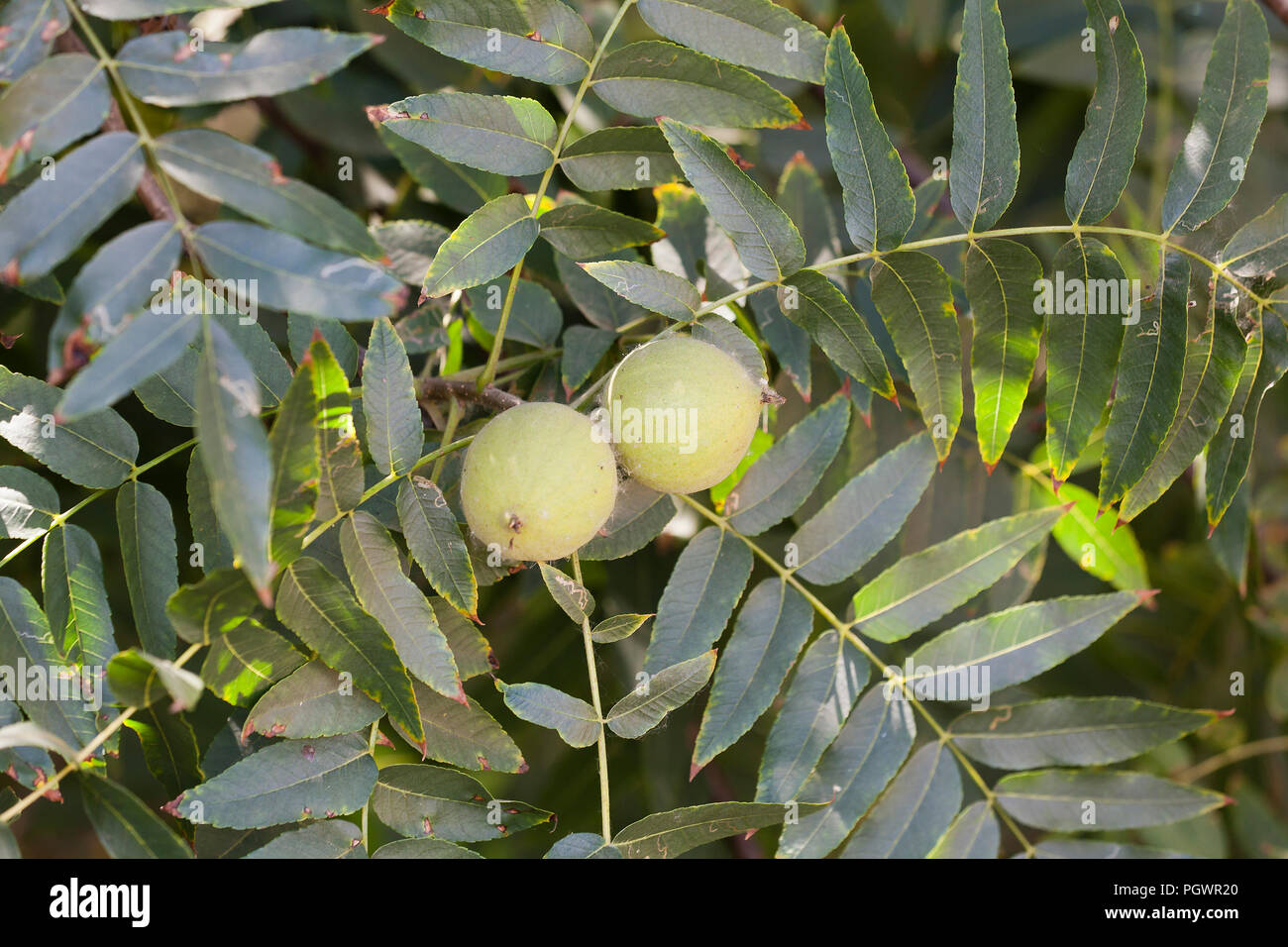 Kalifornien schwarze Walnuss, aka Kalifornien Nussbaum, Südkalifornien Nußbaum (Juglans californica) - Zentrales Kalifornien USA Stockfoto