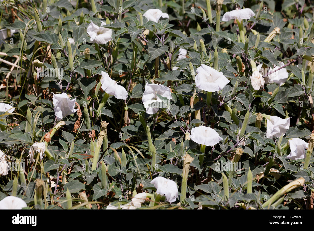 Devil's Trompete Blume Pflanze (Datura innoxia) - USA Stockfoto
