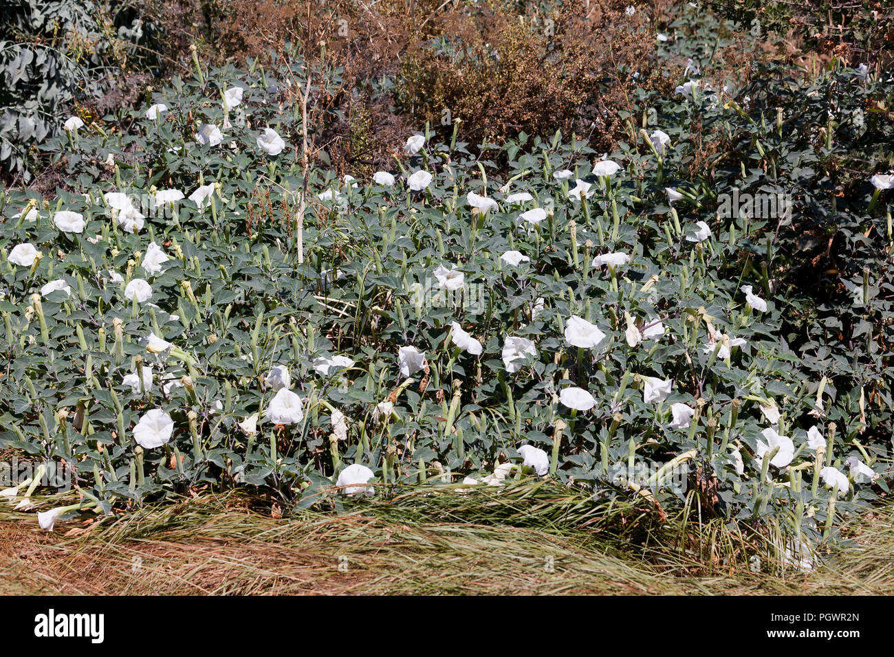 Devil's Trompete Blume Pflanze (Datura innoxia) - USA Stockfoto