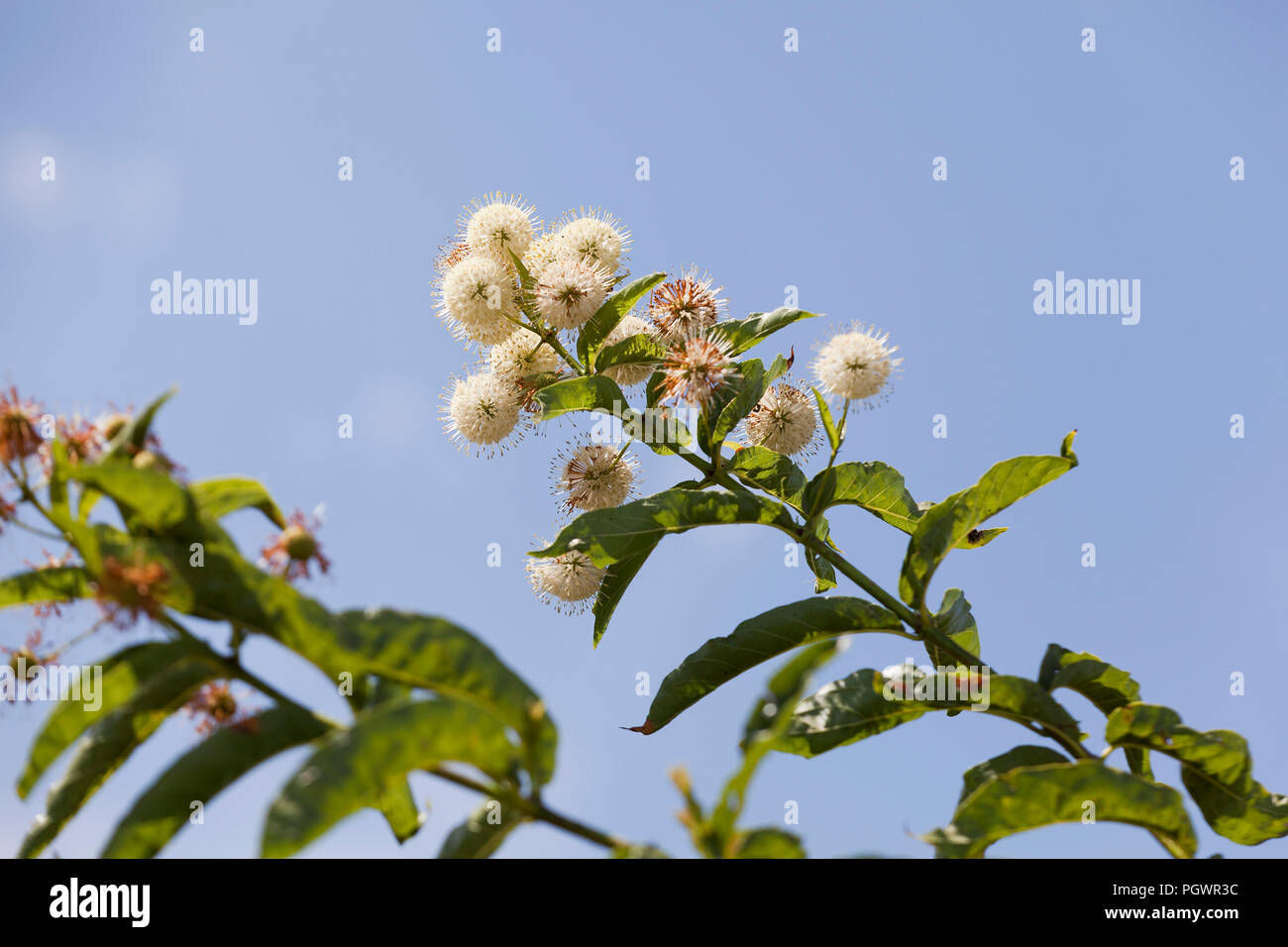 Buttonbush, aka Gemeinsame buttonbush, Willow, Honig - Glocken (Cephalanthus occidentalis), in voller Blüte - Kalifornien USA Stockfoto