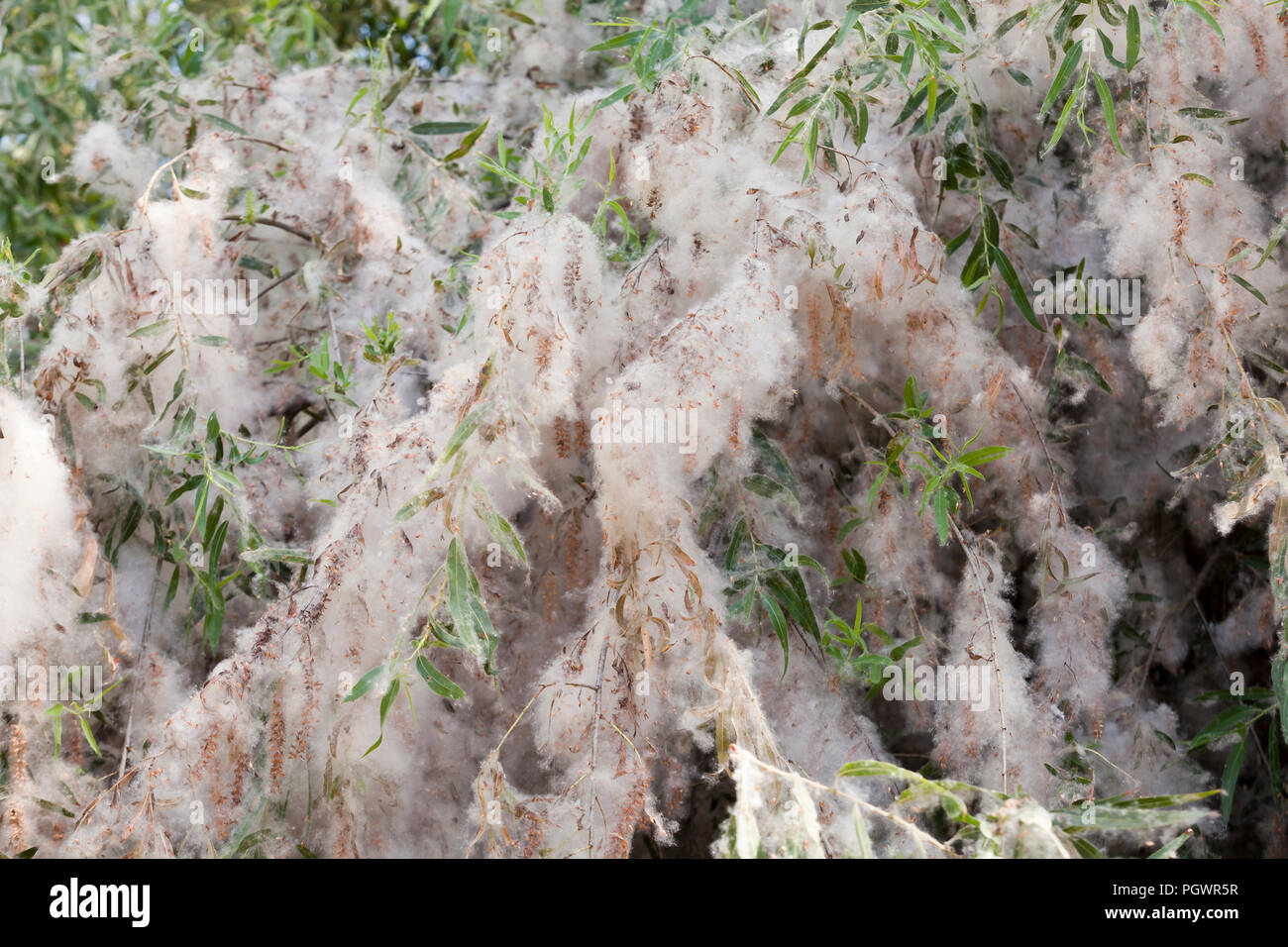 Gefallenen Baumwolle - wie Samen der Schwarzen Weide (Salix nigra), die in der Nähe Pflanzen - Kalifornien USA Stockfoto