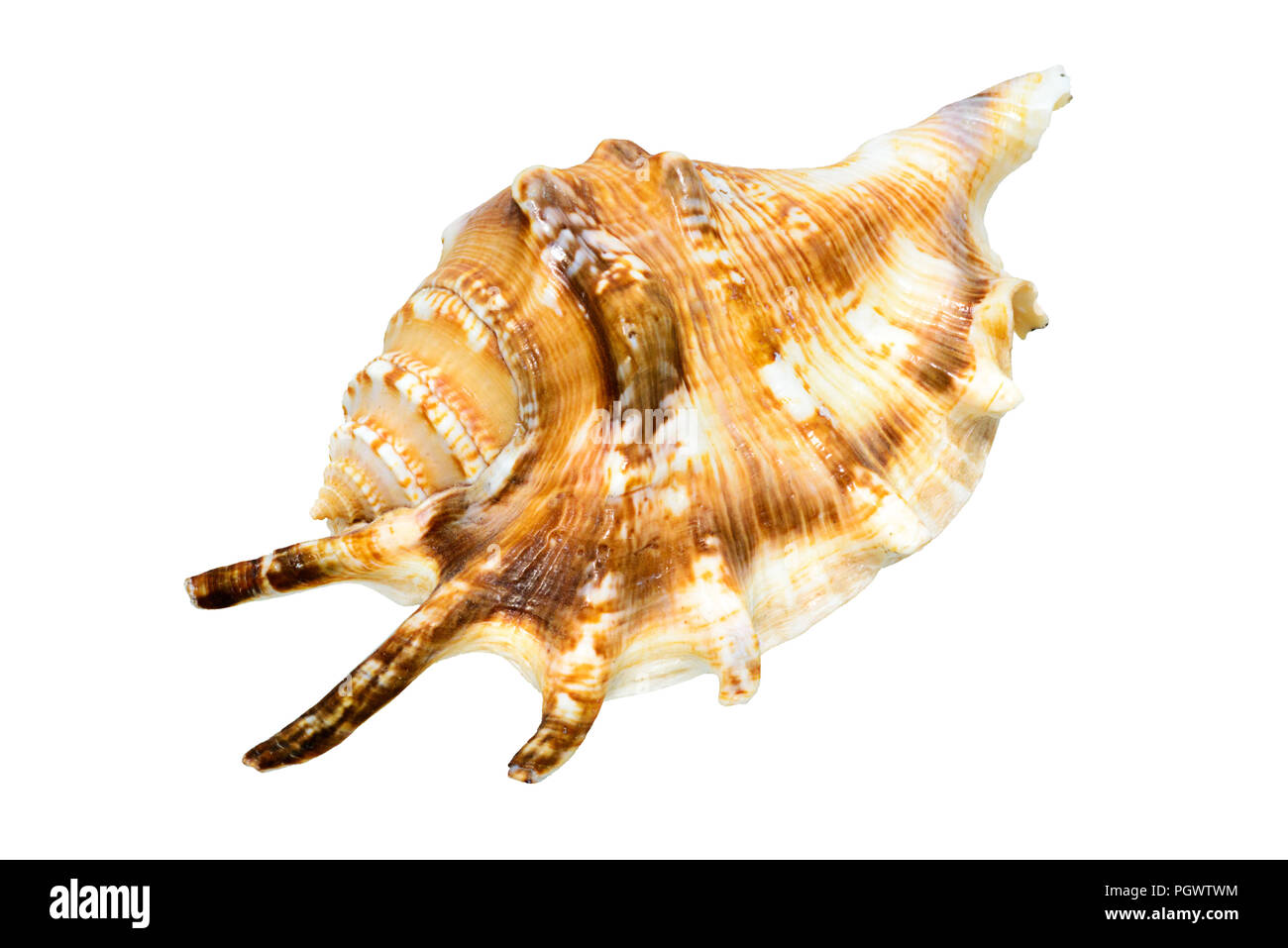 Seashell isoliert auf einem weißen Hintergrund. Stockfoto
