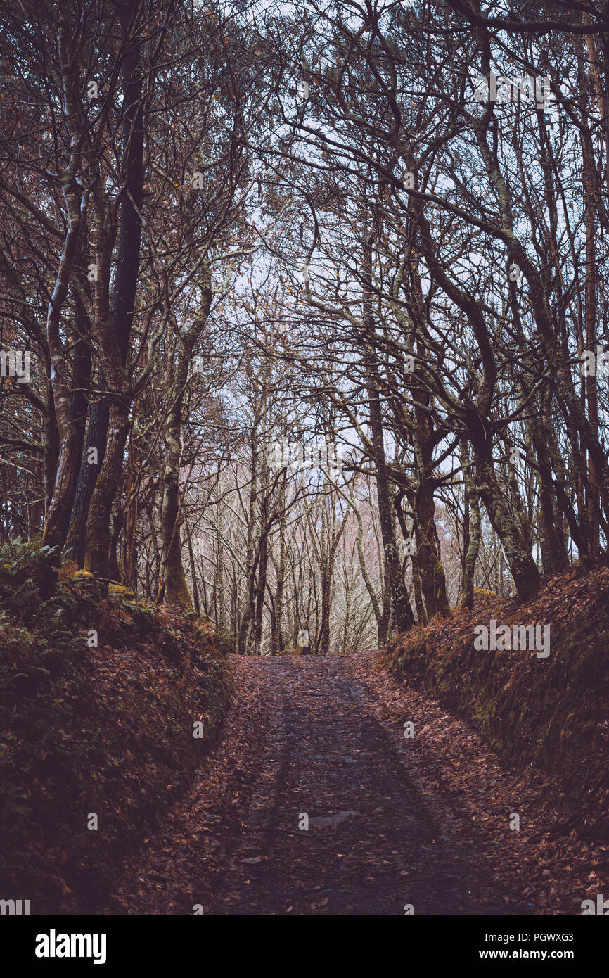 Arboleda de Torres de Altamira de Brion, Galicia, España Stockfoto