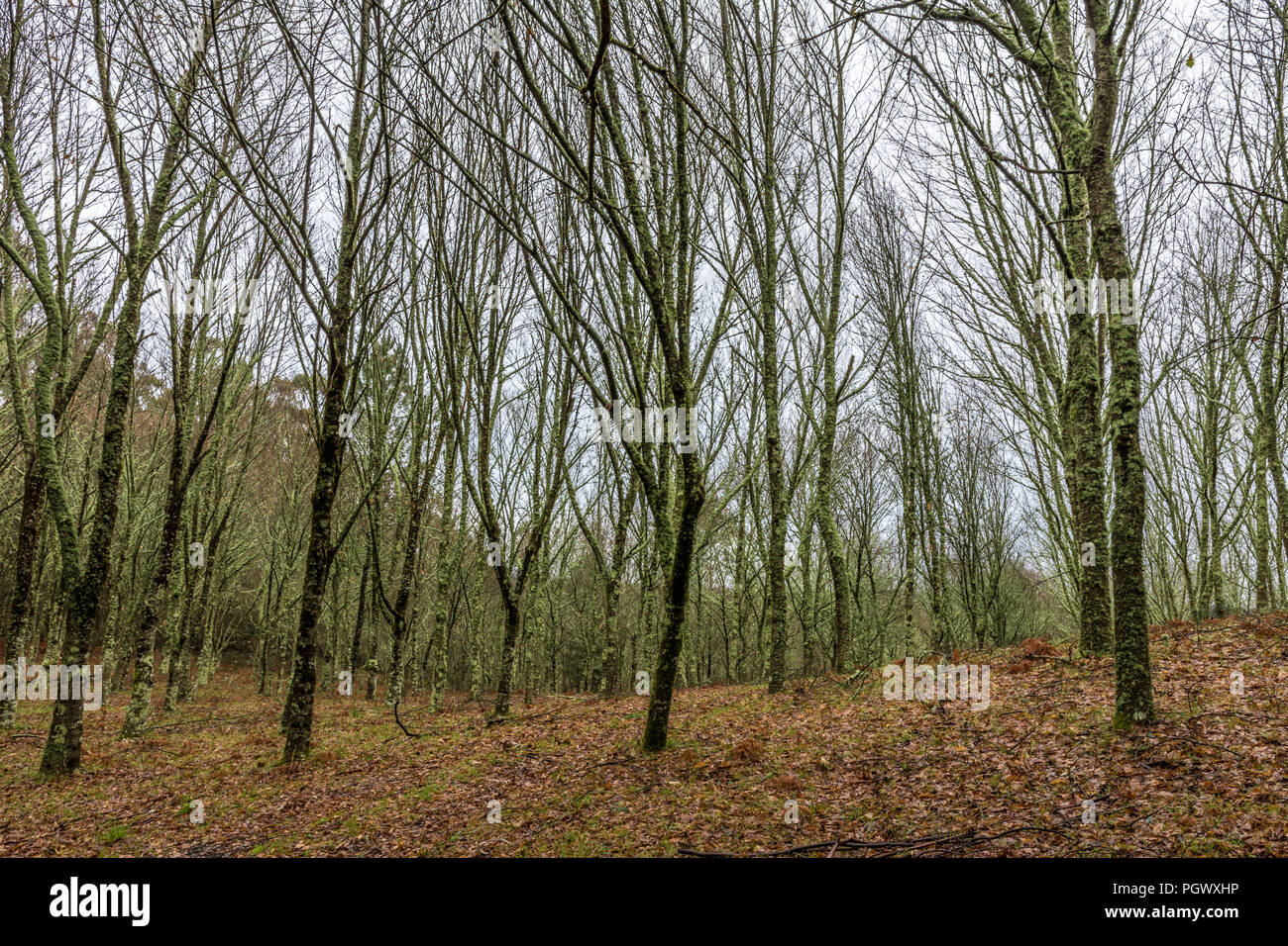 Arboleda de Torres de Altamira de Brion, Galicia, España Stockfoto