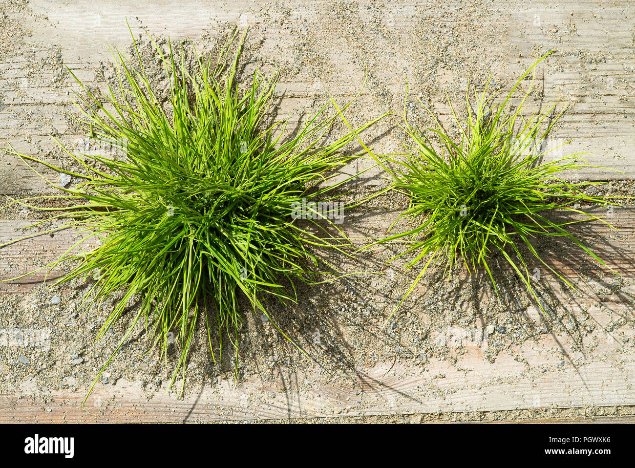 Sonnigen Sommer Detail Nahaufnahme von gewachsener wild Grasbüscheln. Stockfoto