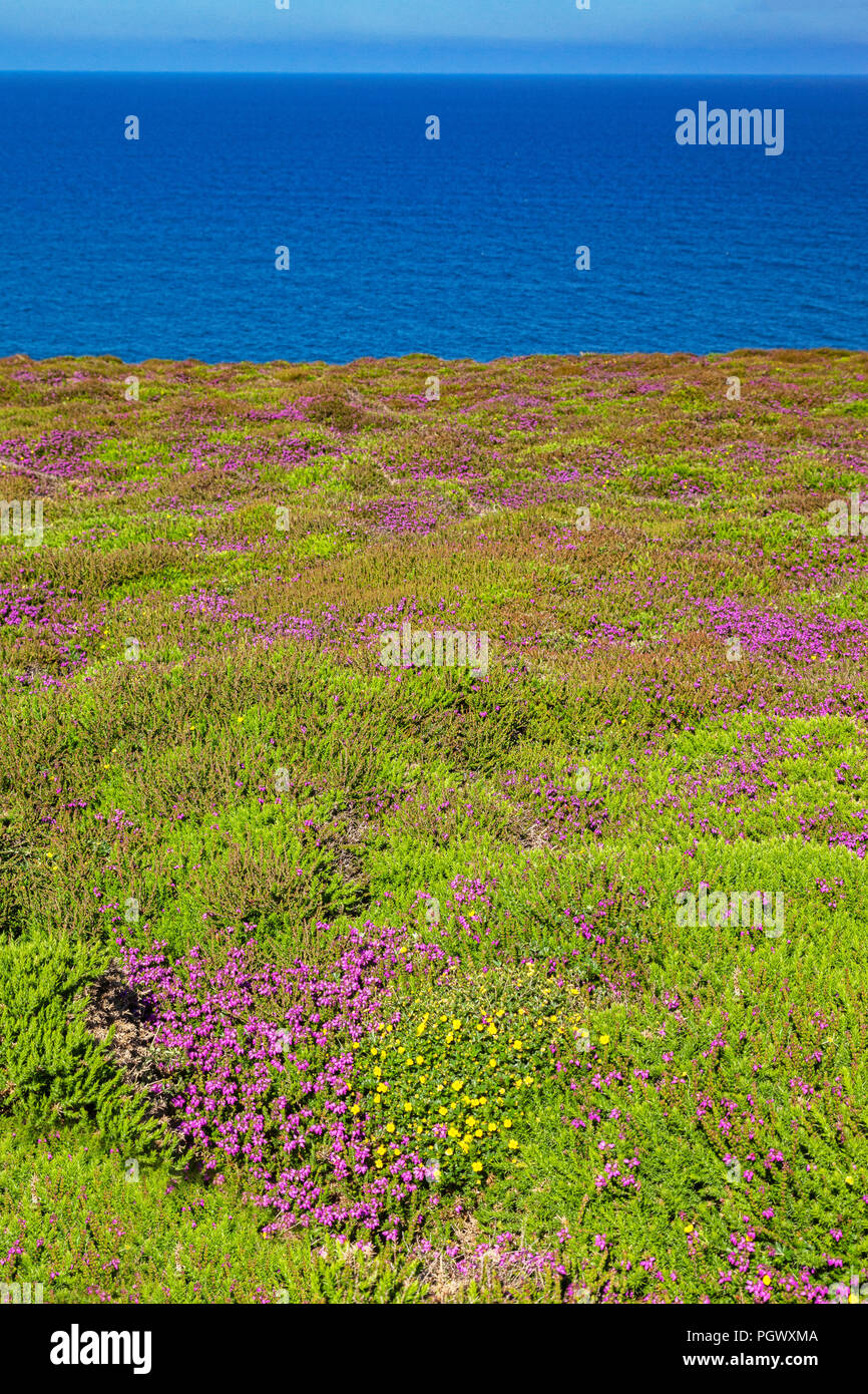 Lila Heidekraut in Blume an der Küste von North Cornwall in der Nähe von St Agnes Kopf, und neben der South West Coast Path. Stockfoto