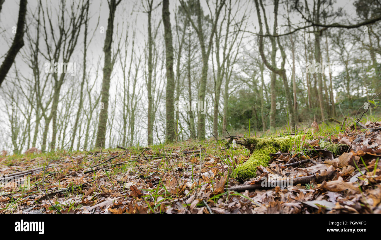 Arboleda de Torres de Altamira de Brion, Galicia, España Stockfoto
