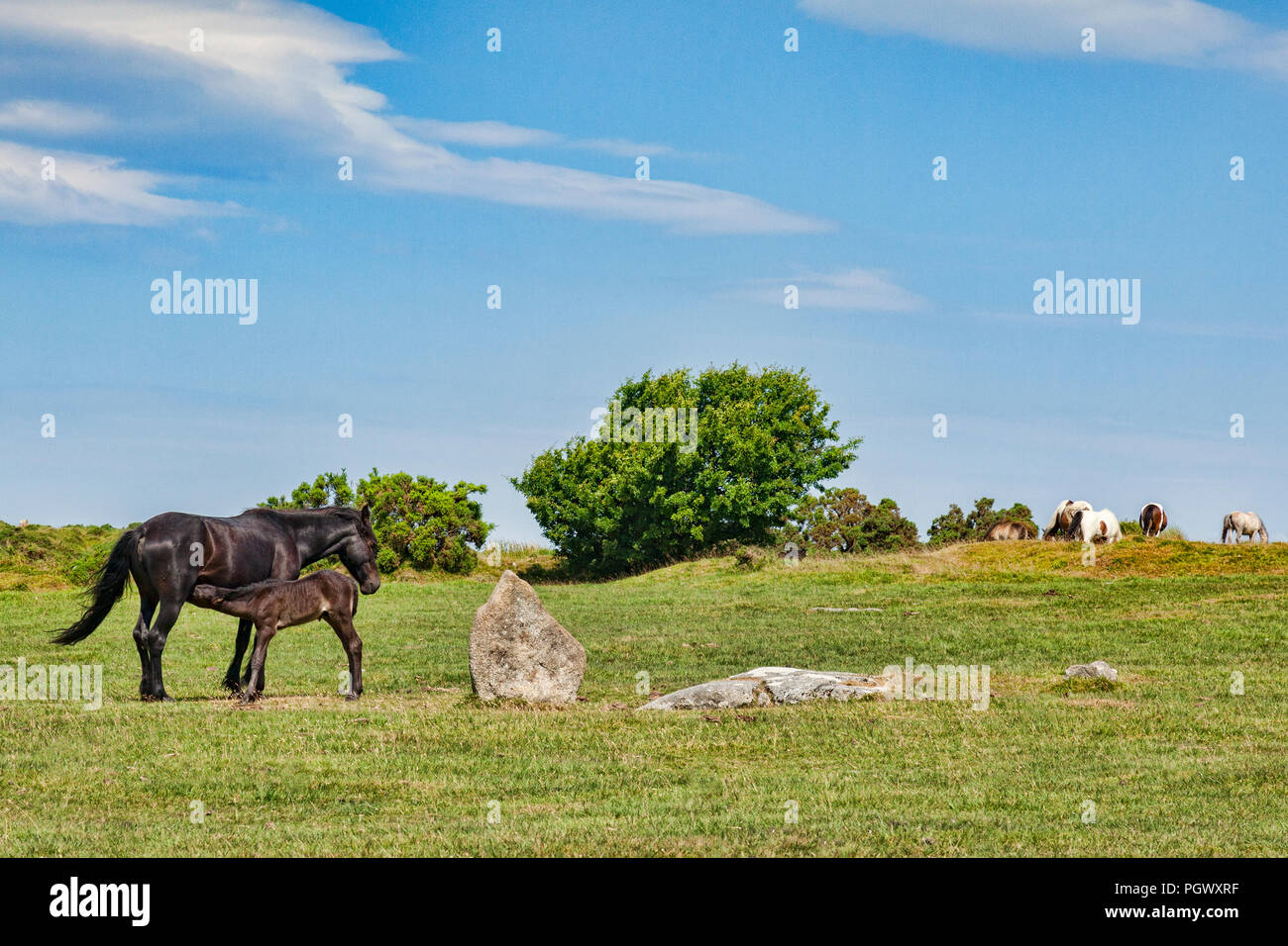 Wilden Ponys die Beweidung von Bodmin Moor an der Schleuderer Stein circlre in der Nähe von Schergen, das höchstgelegene Dorf in Cornwall, mit Mare Fütterung Fohlen, Cornwall, UK. Stockfoto