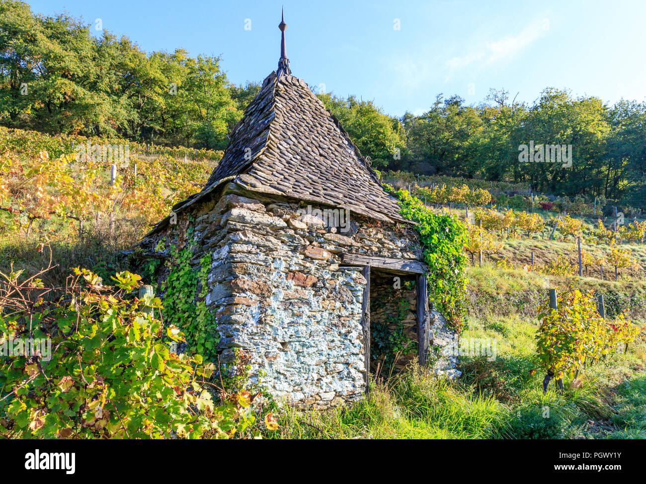 Frankreich, Aveyron, Conques, "Les Plus beaux villages de France (Schönste Dörfer Frankreichs), fahren Sie auf der El Camino de Santiago stoppen, Reben dom Stockfoto