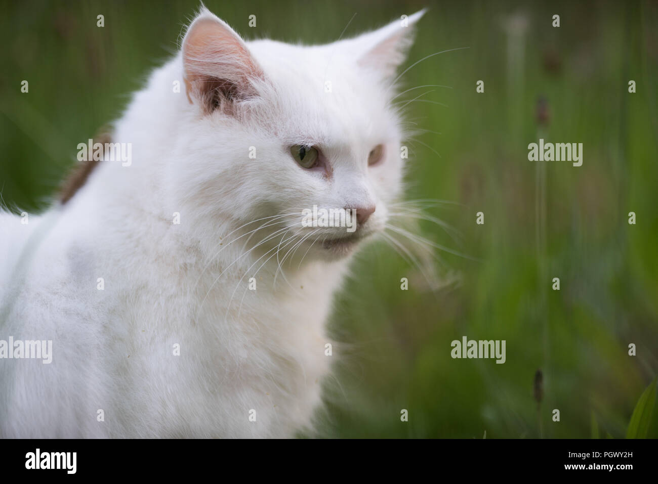 Inländische lange Haare Katze Stockfoto