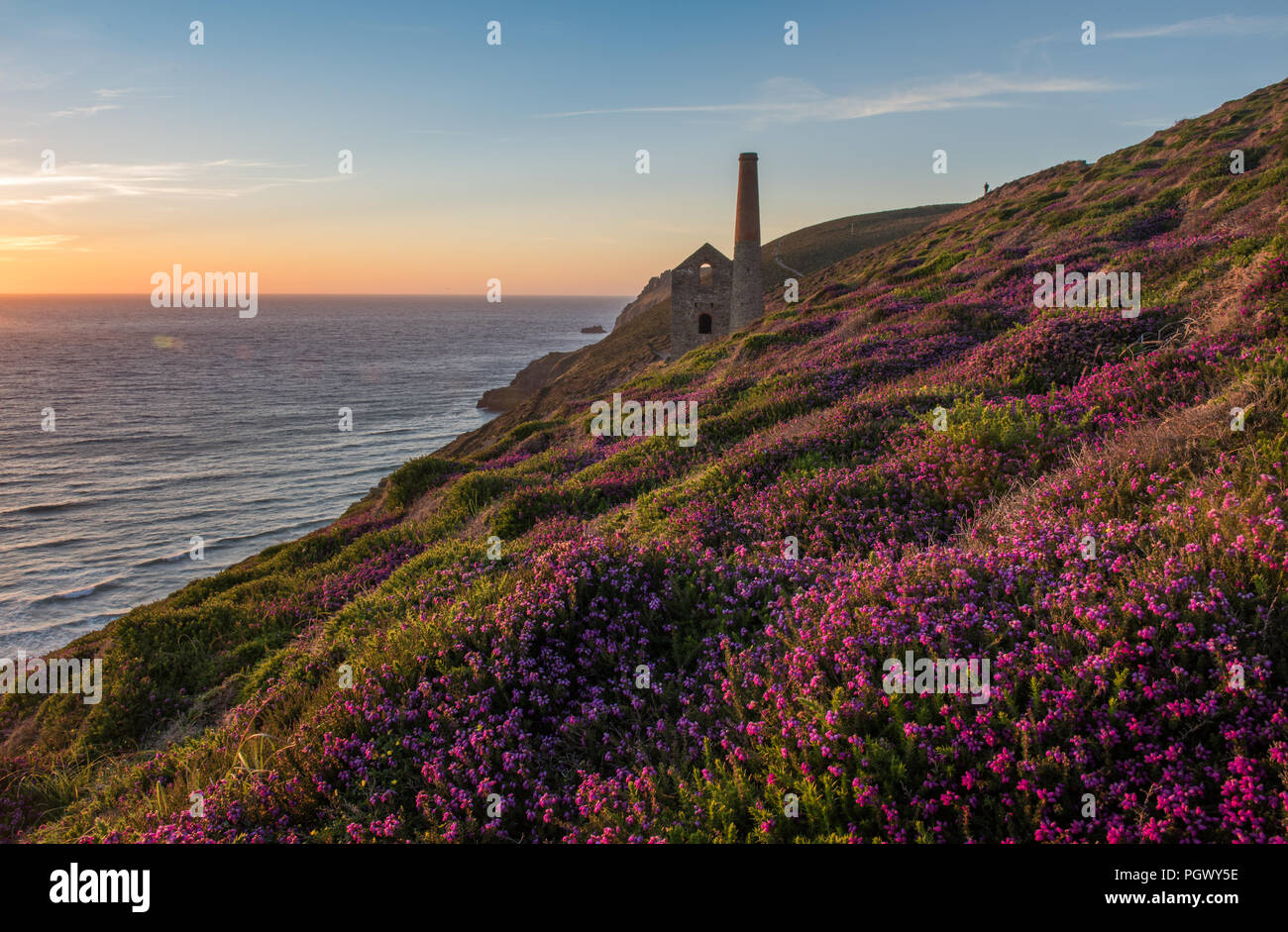 Cornish Coal Mine mit rosa Blumen Stockfoto