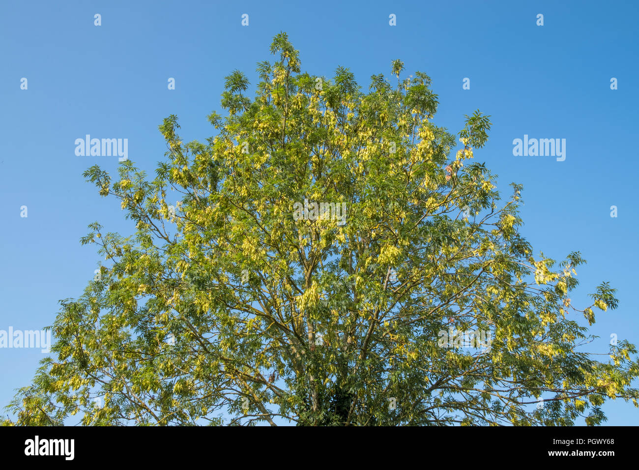 Esche Fraxinus excelsior mit Tasten (Samen). Suffolk, Großbritannien. Stockfoto