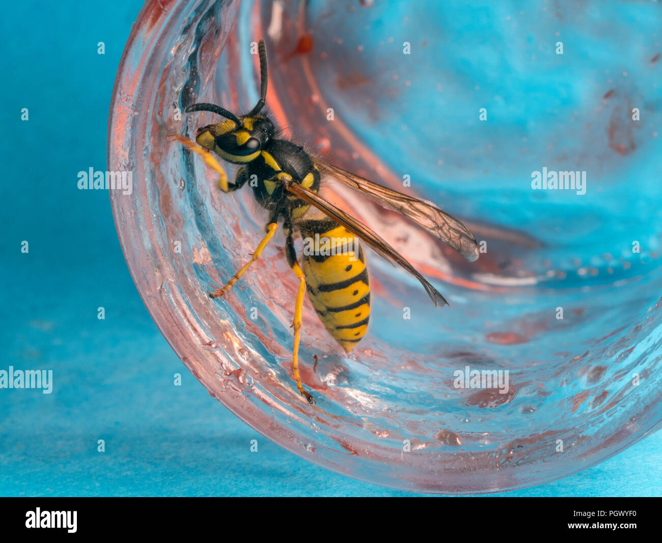 Gemeinsame Wespe Vespula vulgaris Fütterung auf himbeermarmelade Stockfoto