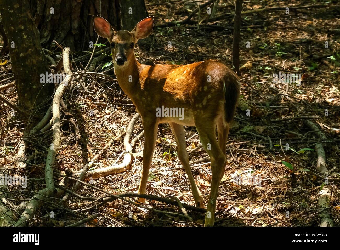 Ein whitetail gefleckte Kitz die Wälder zurück Suche im Spätsommer an Yates Mühle County Park in Raleigh North Carolina Stockfoto