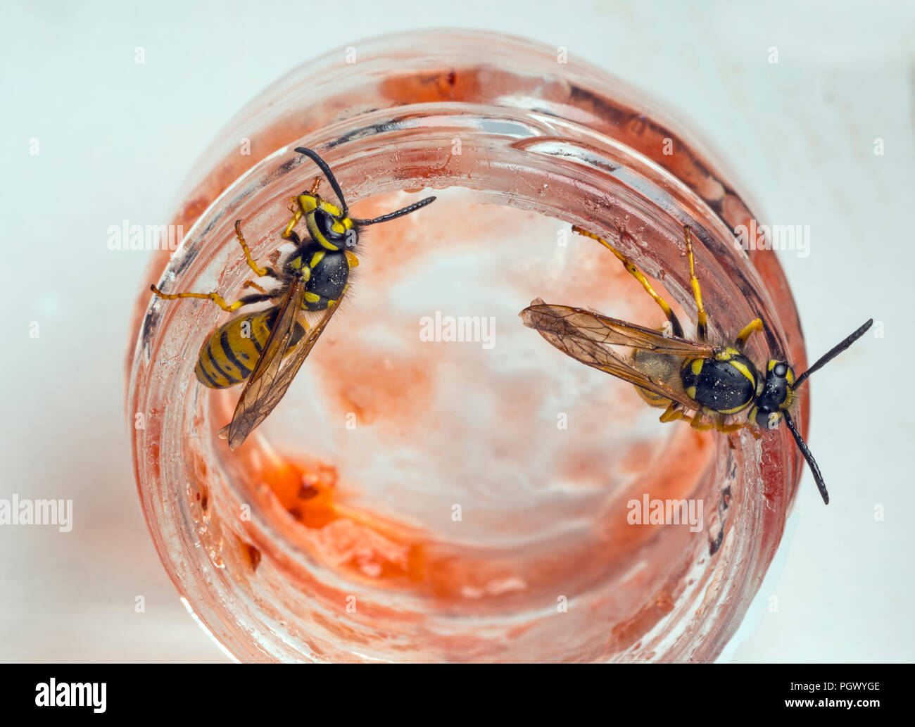 Gemeinsame Wespe Vespula vulgaris Fütterung auf himbeermarmelade Stockfoto