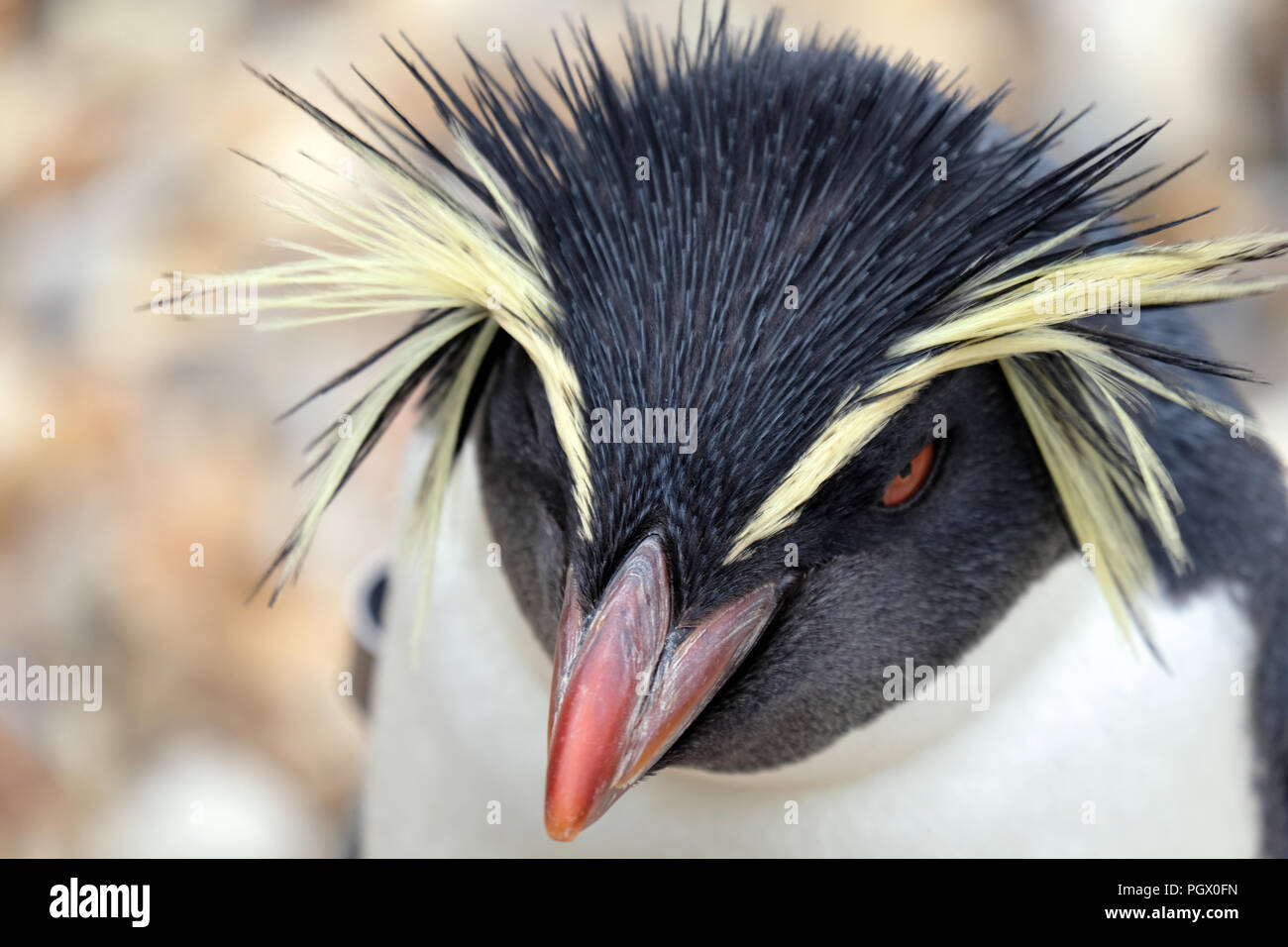 Northern rockhopper penguin Nahaufnahme Stockfoto