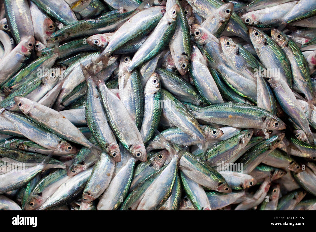 Frischer Fisch auf einem Markt in der indonesischen Insel Belitung. Stockfoto