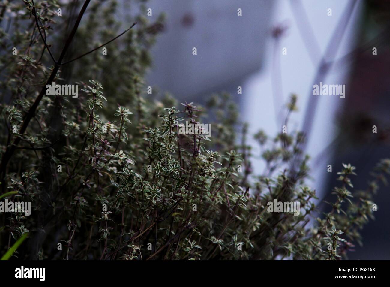 Winter Thymian Stockfoto