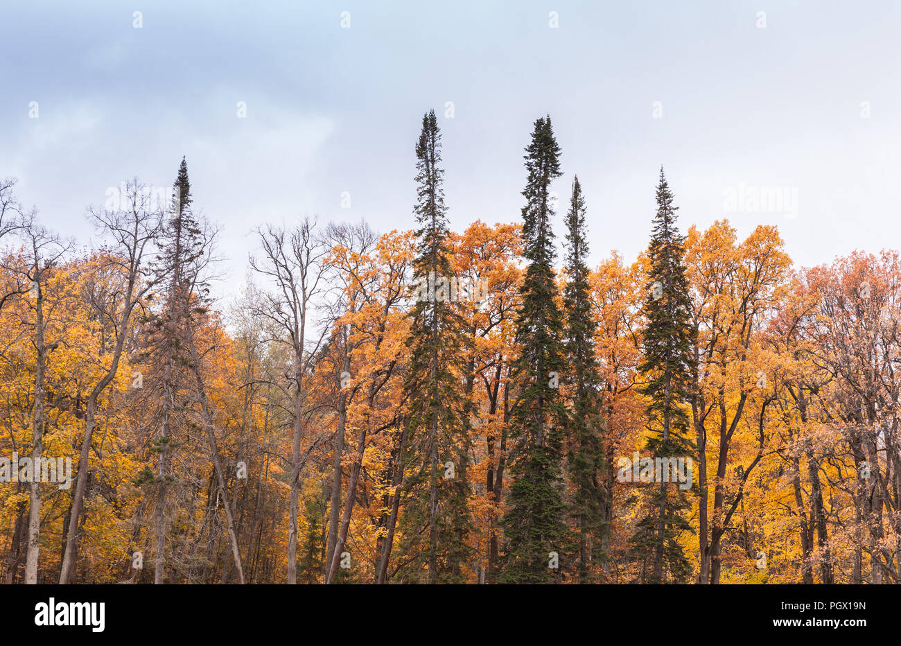Herbst Wald Hintergrund Foto, Fichte und Ahorn Bäume unter bewölktem Himmel Stockfoto